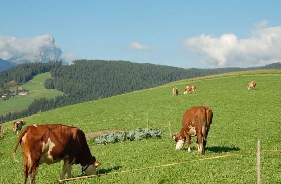 Cone da Val - San Vigilio di Marebbe / South Tyrol 21