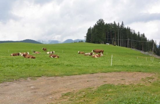 Cone da Val - San Vigilio di Marebbe / Alto Adige 22